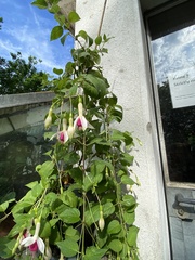 Fuchsia