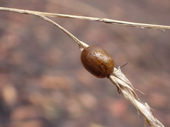 Dicranosterna semipunctata
