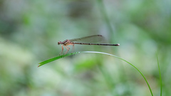 Pseudocopera ciliata
