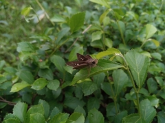 Parnara