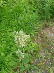 Dactylis glomerata