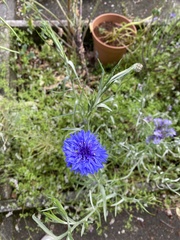 Centaurea