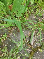 Dactylis glomerata