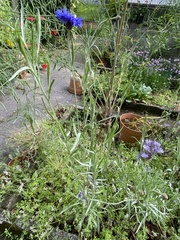Centaurea