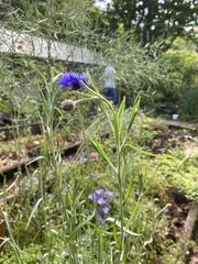 Centaurea