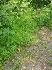 Dactylis glomerata