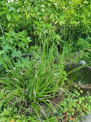 Carex pendula