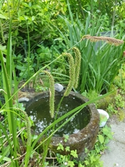 Carex pendula