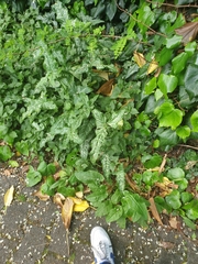 Arum