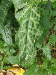 Arum