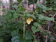 Eurema hecabe