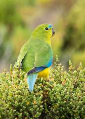 Neophema chrysogaster