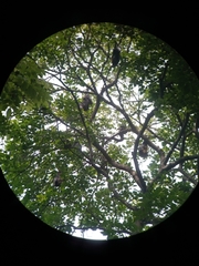 Pteropus giganteus