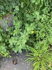 Geum urbanum