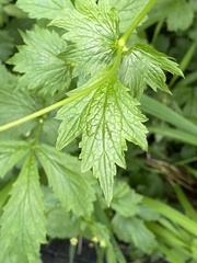 Geum urbanum