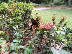Papilio polytes