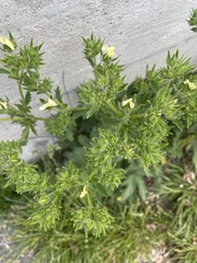 Potentilla recta
