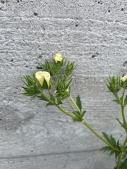 Potentilla recta