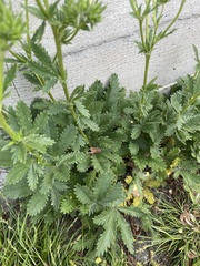 Potentilla recta