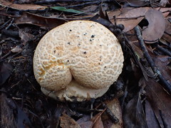 Amanita ochrophylloides