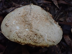 Amanita ochrophylloides