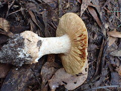 Amanita ochrophylloides