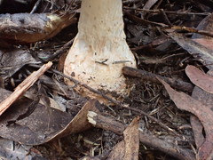 Amanita ochrophylloides