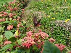 Papilio polytes