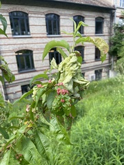 Taphrina