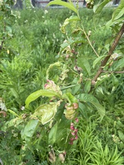 Taphrina