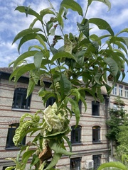Taphrina