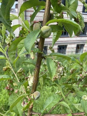 Taphrina