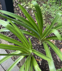 Pandanus amaryllifolius