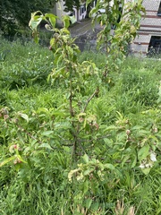 Taphrina