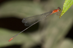 Teinobasis rufithorax