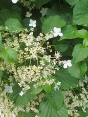 Magnoliopsida