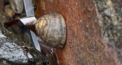 Neripteron violaceum