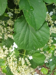 Magnoliopsida