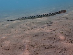 Hydrophis macdowelli