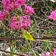 Gonepteryx cleopatra