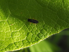 Monophadnus pallescens