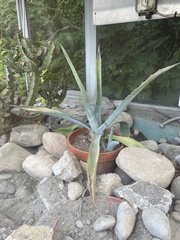 Agave americana