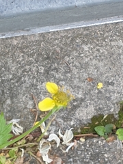 Geum
