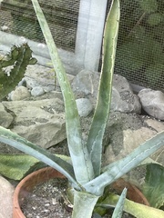 Agave americana