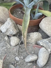 Agave americana