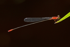 Teinobasis rufithorax