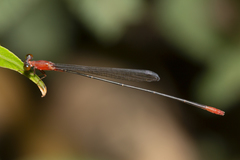 Teinobasis rufithorax