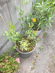 Calendula