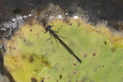 Austrocnemis maccullochi