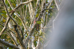 Eurylaimus javanicus